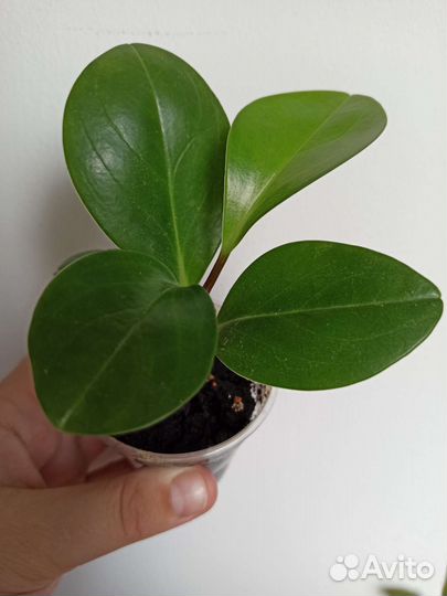 Комнатные растения