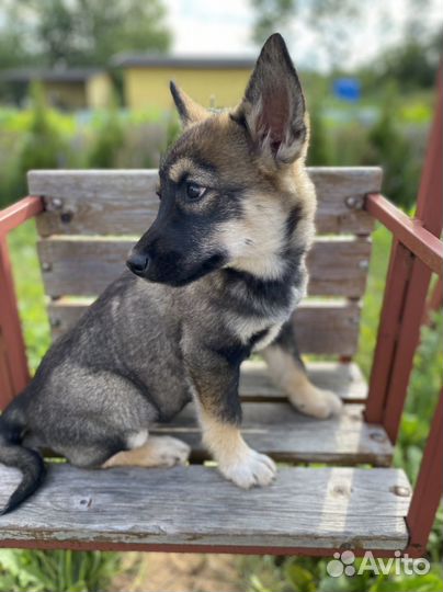 Лайка/ хаски