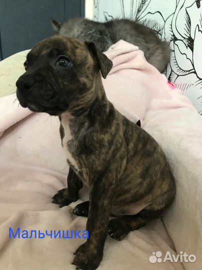 Щенки питбуля