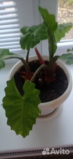 Филодендрон атом