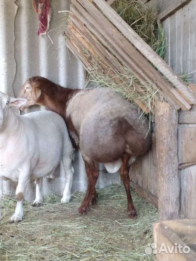 Баран на племя