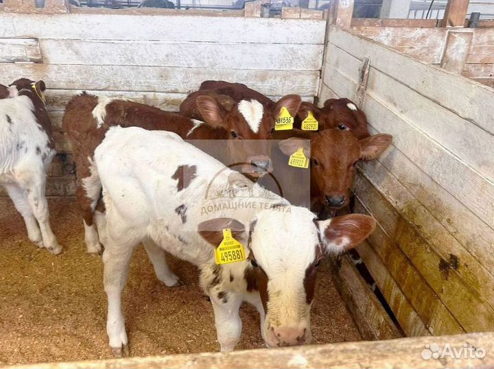 Бычки и телята