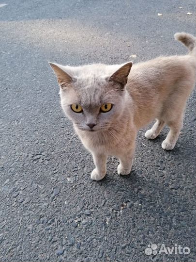 Котик ищет дом