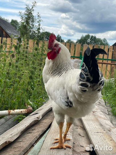 Петух Адлерский серебристый