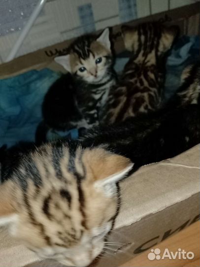 Бенгальская