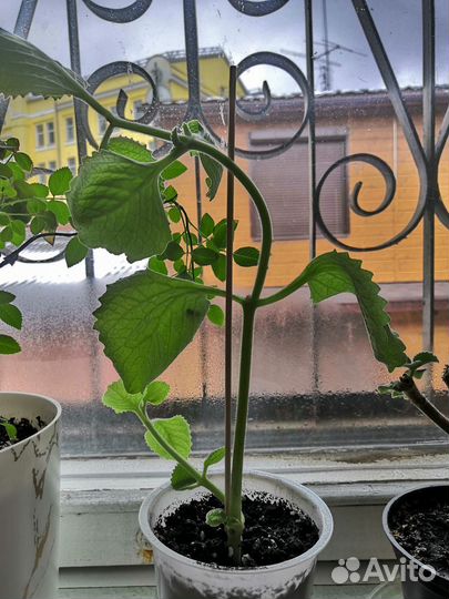 Бесплатно Комнатная мята Плектрантус черенки