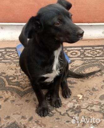 Собачка и щенки