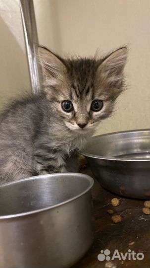Котята-метисы