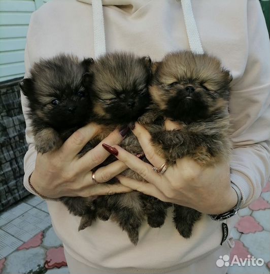 Щенки шпица