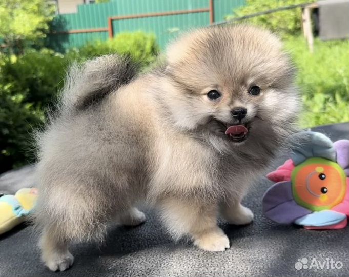 Померанский шпиц мини