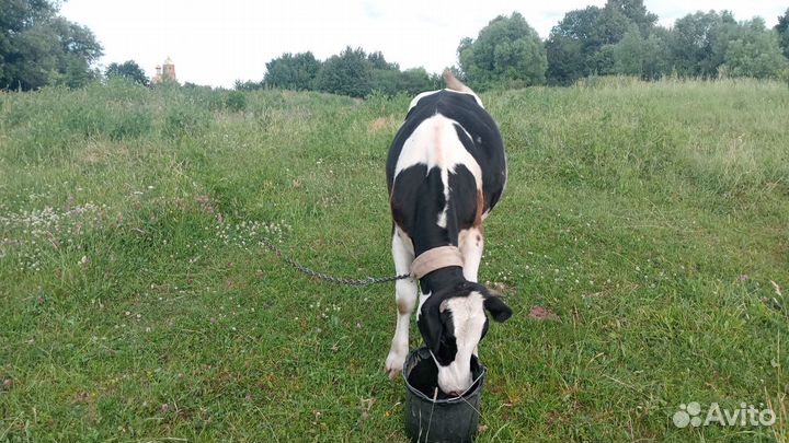 Нетель 11 месяцев, 02.07.2024 будет ровно год