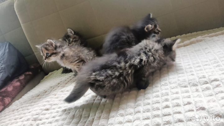 Кошка в дар