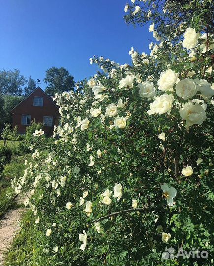 Кустарники