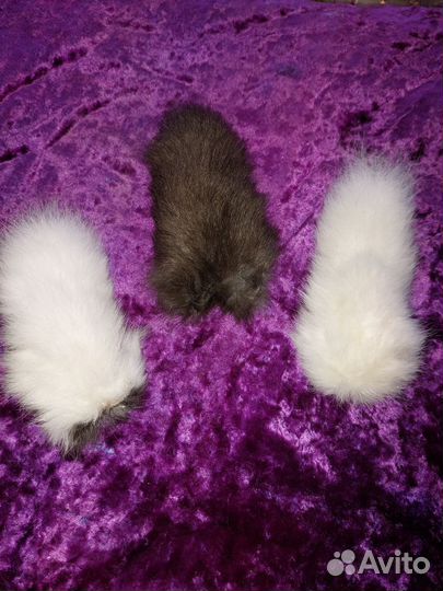 Кроличий хвостик