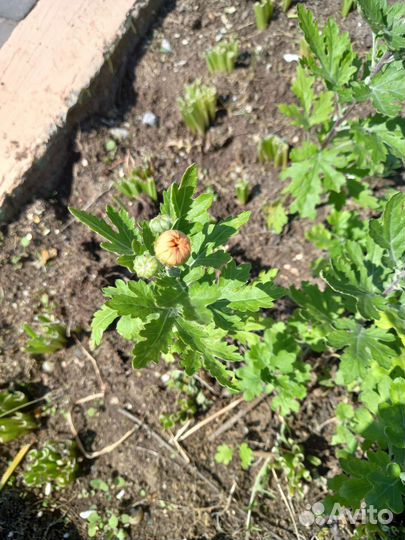 Хризантема 