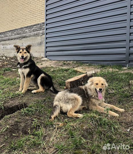 Собачки девочки