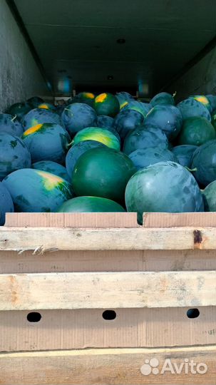 Арбуз с поля