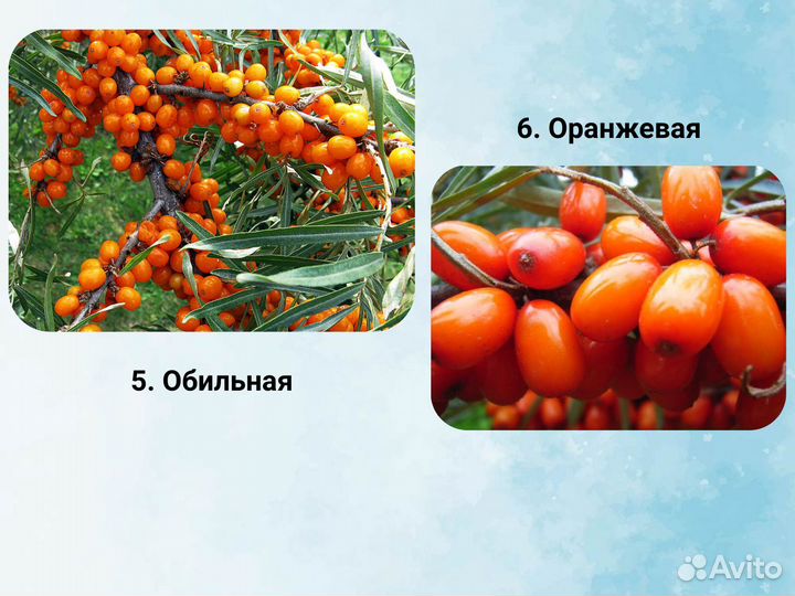 Саженцы Облепихи, Облепиха