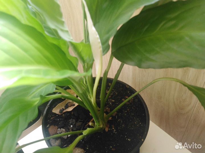 Спатифиллум