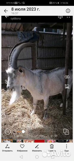 Козочки от высокоудойной козы и собачки