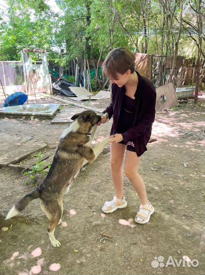 Молодой пёс в дар