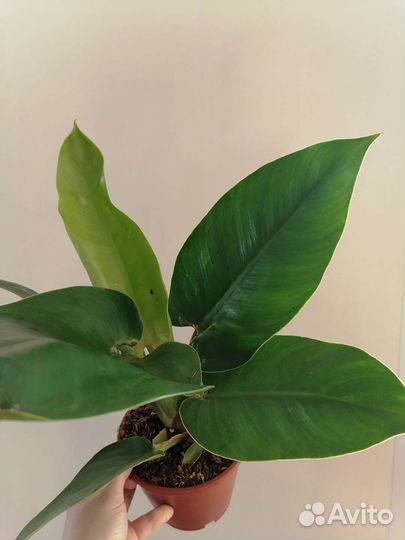 Филодендрон