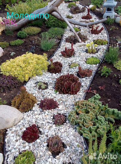 Растения для альпинариума