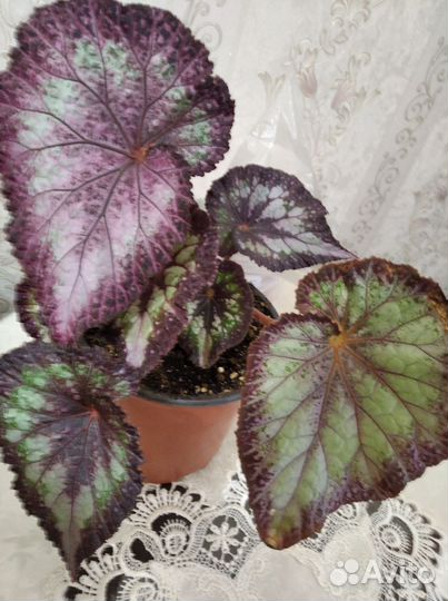 Бегонии сортовые