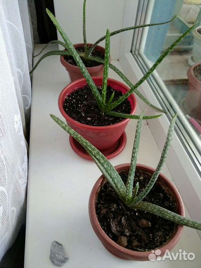 Комнатные цветы и растения