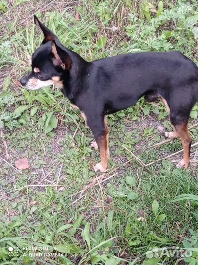 Той-терьер вязка