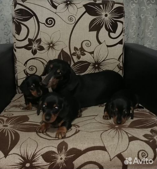 Карликовая такса щенки