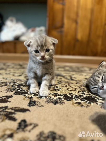 Шотландские котята