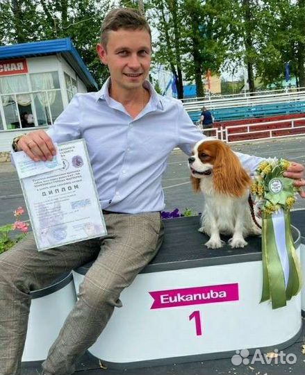 Кавалер кинг чарльз спаниель