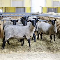 Ягнята, ярки, овцы и бараны романовской породы