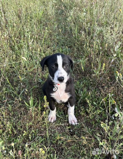 Щенок в добрые руки