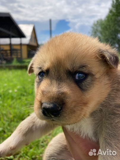 Щенки хаски