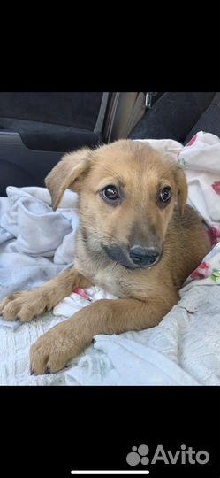 Собака в добрые руки