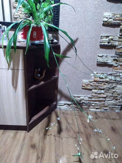 Хлорофитум