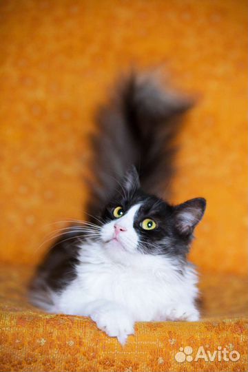 Кошка Белочка из д н р мечтает о семье