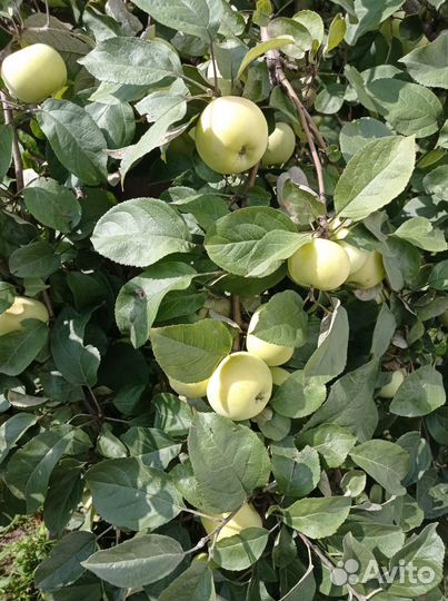 Яблоки Феникс