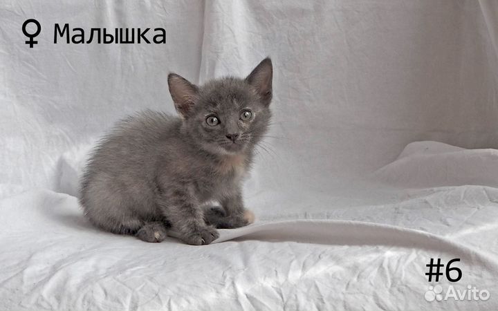 Котенок Малышка