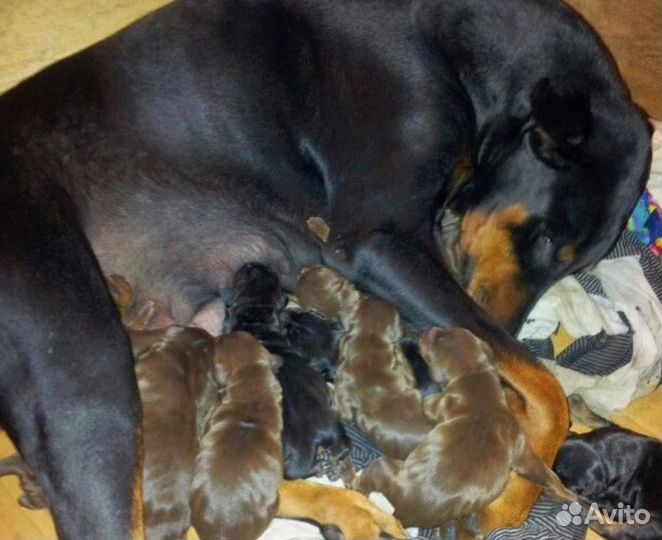 Щенки добермана