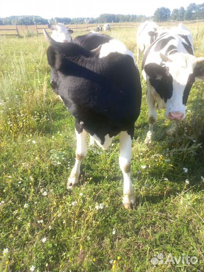 Телки стельные