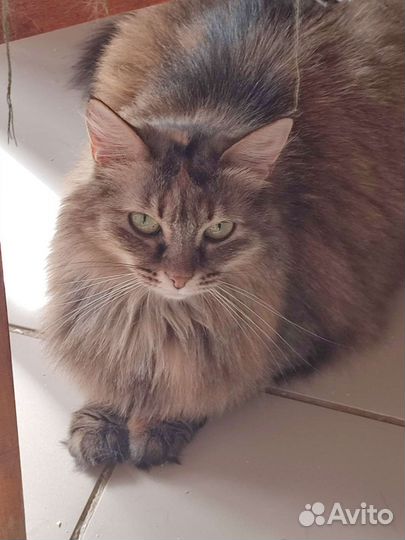 Сибирская кошка