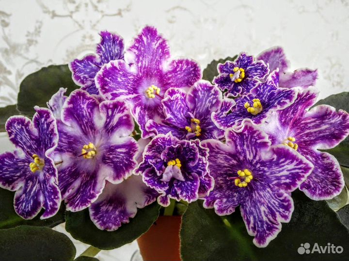 Листики фиалки