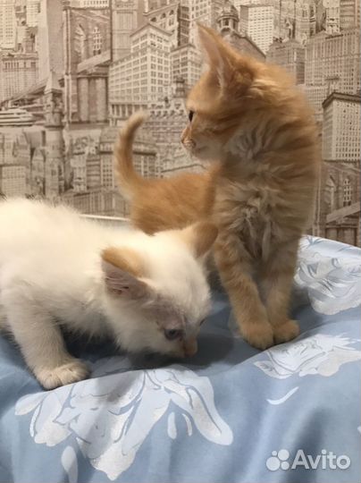 Котята в добрые руки