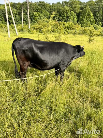 Корова дойная и 2 телки