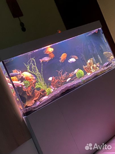 Продам аквариум с рыбками 525 литров
