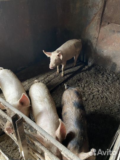 Поросята