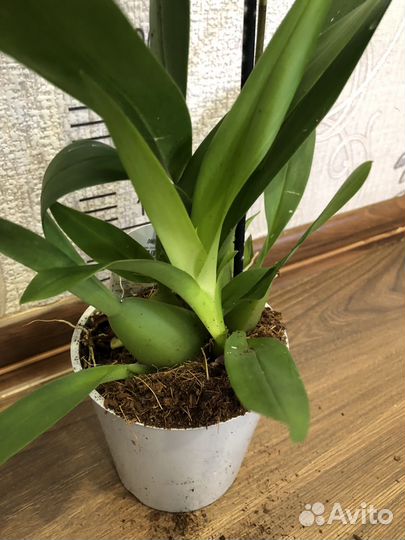 Орхидея камбрия